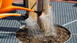 Gepflanzter Baum wird gegossen