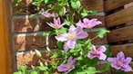 Clematis und Passionsblumen