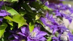 Clematis und Passionsblumen