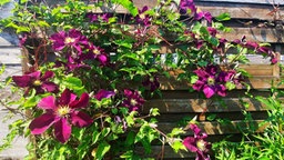 Clematis und Passionsblumen