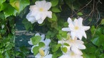 Clematis und Passionsblumen