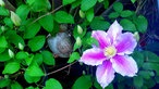 Clematis und Passionsblumen