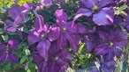 Clematis und Passionsblumen