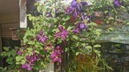 Clematis und Passionsblumen