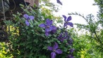 Clematis und Passionsblumen