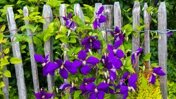 Clematis