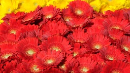 Gerbera