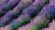 Lavendel