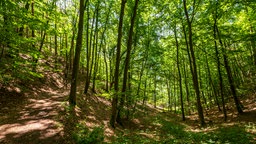 Nationalpark Kellerwald-Edersee