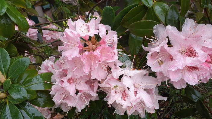 Rhododendron