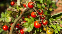 Viele Tomaten an einem Strauch