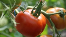 Reife und unreife Tomaten an der Pflanze