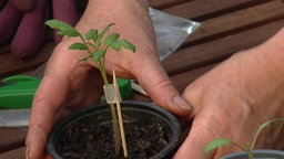 Tomatenpflanzen werden mit einem Clip veredelt.