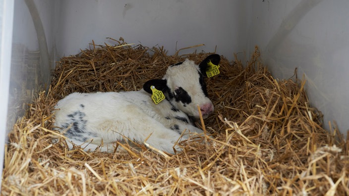 Neugeborenes Kalb im Stall.