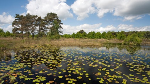 Moorsee Rolvennen mit Seerosenblättern im Nationalpark De Meinweg