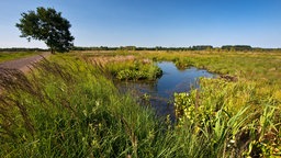 Das grosse Torfmoor in Lübbecke.