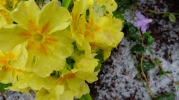 Die gelben Blüten einer Primel. Rechts daneben liegt Schnee auf dem Boden