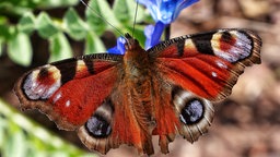 Ein buntes Tagpfauenauge sitzt auf einer Blüte.