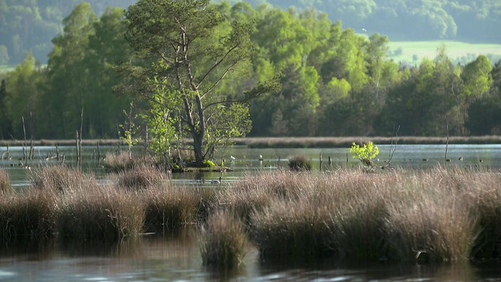 Wiedervernässtes Moor in Bayern