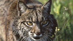 Iberischer Luchs