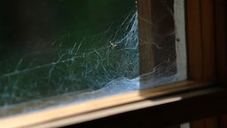 Spinnenweben haften in einem Fensterrahmen in Kaufbeuren.