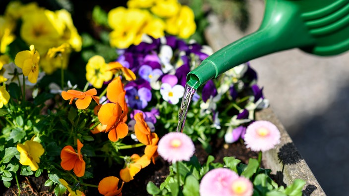 Frühlingsblüher werden in einem Blumenkasten gegossen