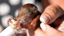 Eichhörnchenbaby, das an einer Futterspritze saugt