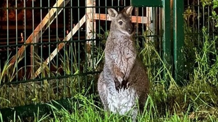 Bennett-Känguru Horst in seinem Gehege.