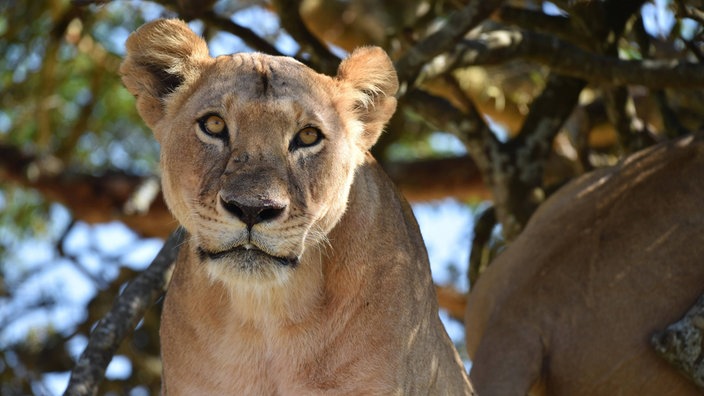 Eine Baumlöwin sitzt auf einer Akazie in Kenia.