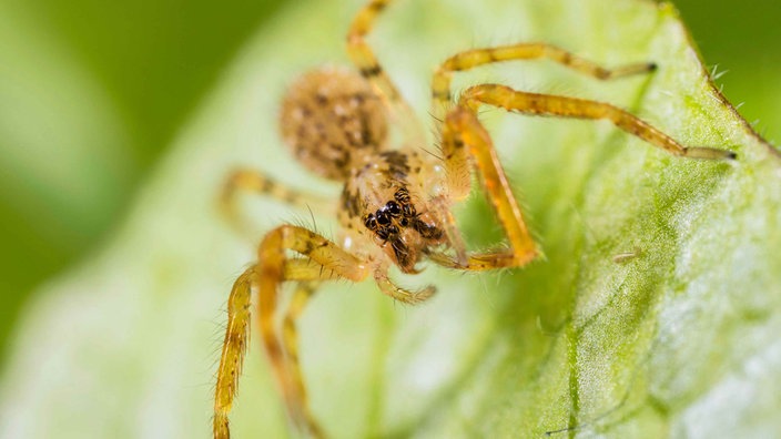 Nosferatu Spinne