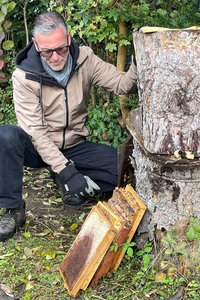 Bienen werden von asiatischen Hornissen gefressen