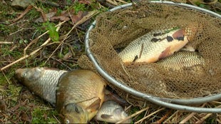 Tote Fische aus Neyetalsperre