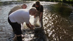 Zu sehen ist ein Mann der Jungfische in der Wupper aussetzt