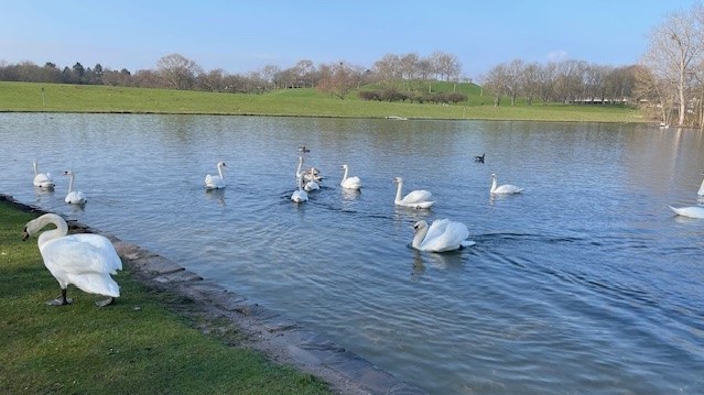 Schwäne schwimmen auf einem Teich in den Bonner Rheinauen