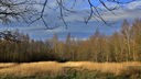 Blick auf ein sonnenbeschienenes Feld mit Wald im Hintergrund