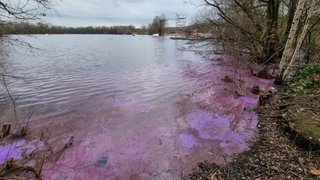 Die Blutalgen am Ufer des Toeppersees in Duisburg.