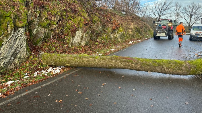 Ein gefällter Baum liegt auf der Straße.