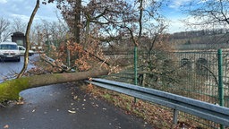 Ein Baum hat einen Zaun weggerissen.