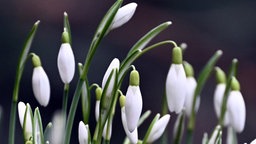 Schneeglöckchen (Galanthus) blühen am Rande eines Weges.