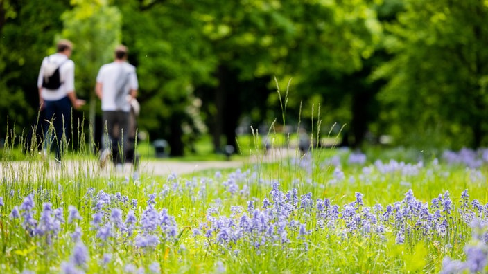 Zwei Männer spazieren bei Sonnenschein im Stadtwald