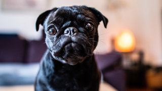 Die Mops Hündin "Edda", die in "Wilma" umbenannt wurde, sitzt im Wohnzimmer auf einem Tisch