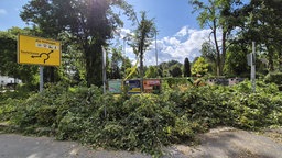 Das Foto zeigt umgestürzte Bäume, die auf eine Straße gefallen sind