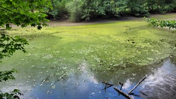 Ein ausgetrockneter teich in einem Wald