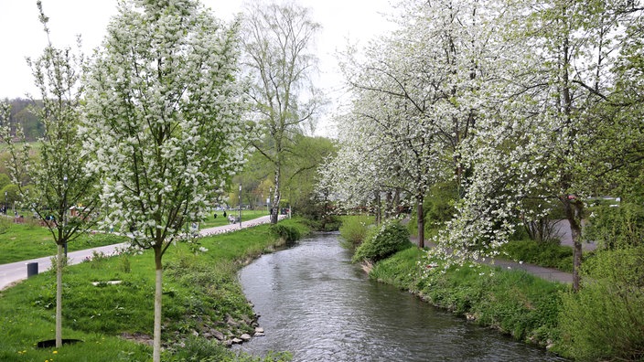 Wiehlpark: Blühende Bäume im Frühjahr