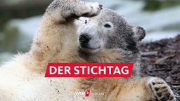 Eisbär Knut liegt einem Felsen und hält eine Pfote vor sein Gesicht und guckt ins Weite