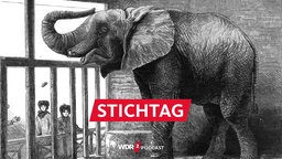 Elefant Jumbo (Stich von C. Whymper, 1882)