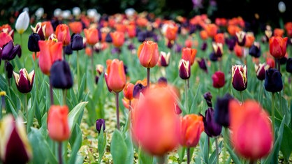 Zahlreiche Tulpen in verschiedenen Farben blühen in einem Beet im Schlossgarten.