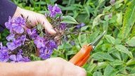 Hände schneiden eine verblühte Spitze vom Phlox ab