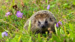 Ein Igel