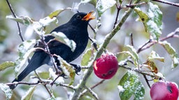 Eine Amsel